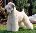 IRISH SOFT COATED WHEATEN TERRIER